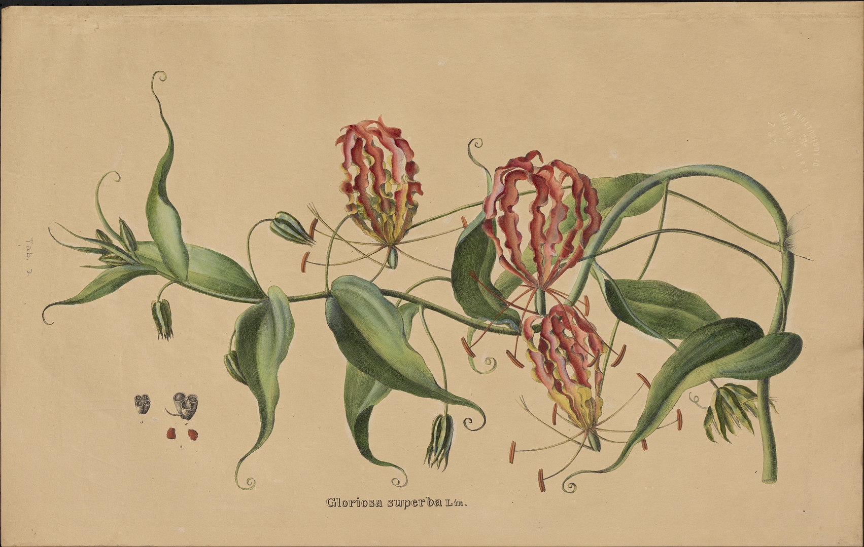 no HD illustration available (m2)