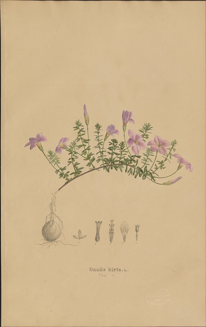 no HD illustration available (m1)