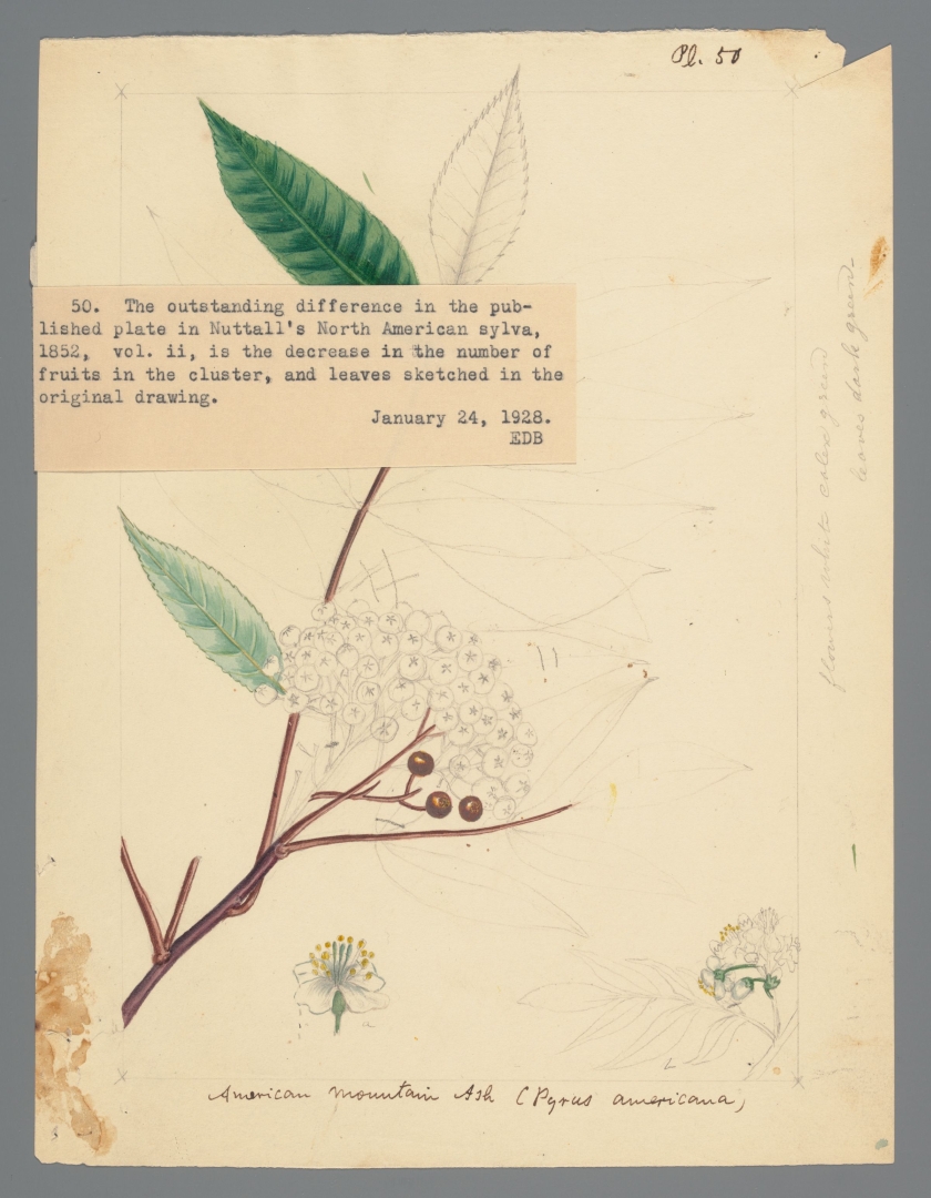 no HD illustration available (m1)