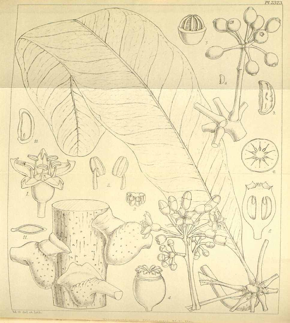 no HD illustration available (m1)