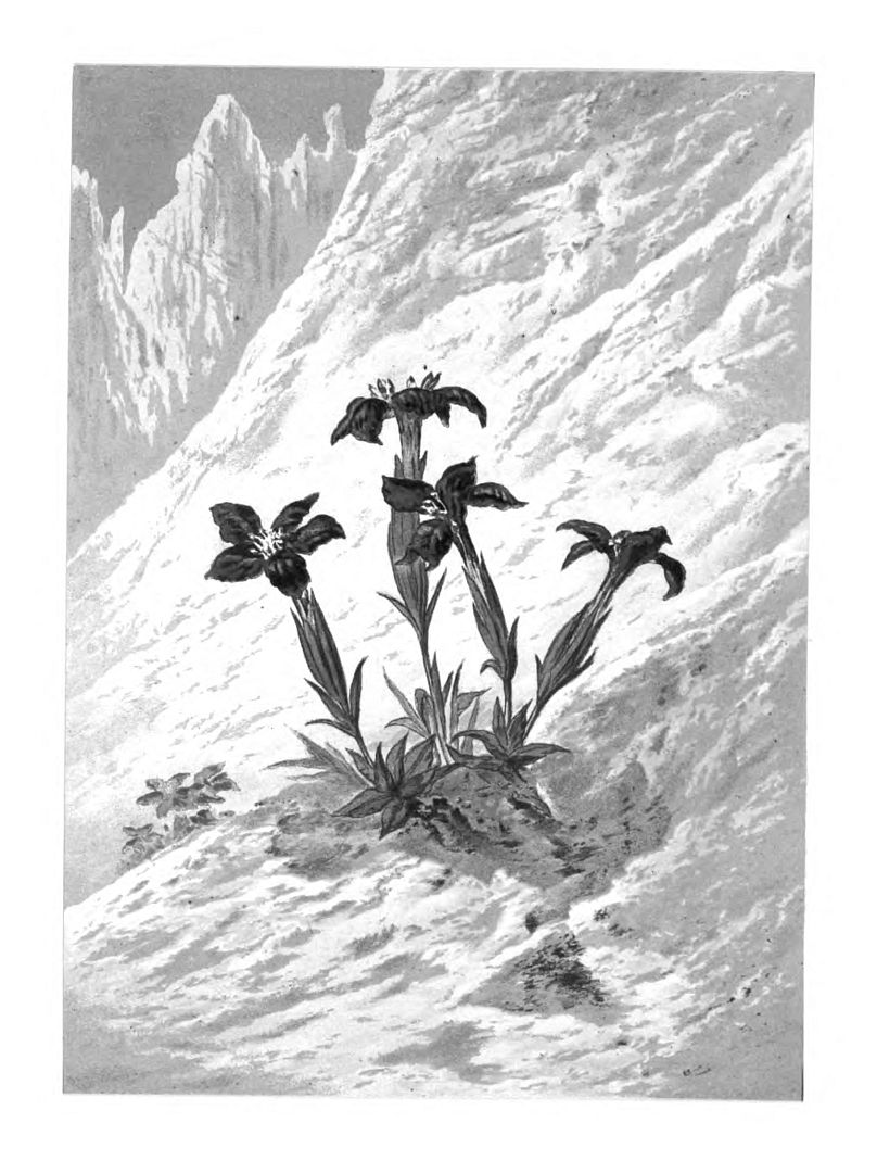 no HD illustration available (m1)