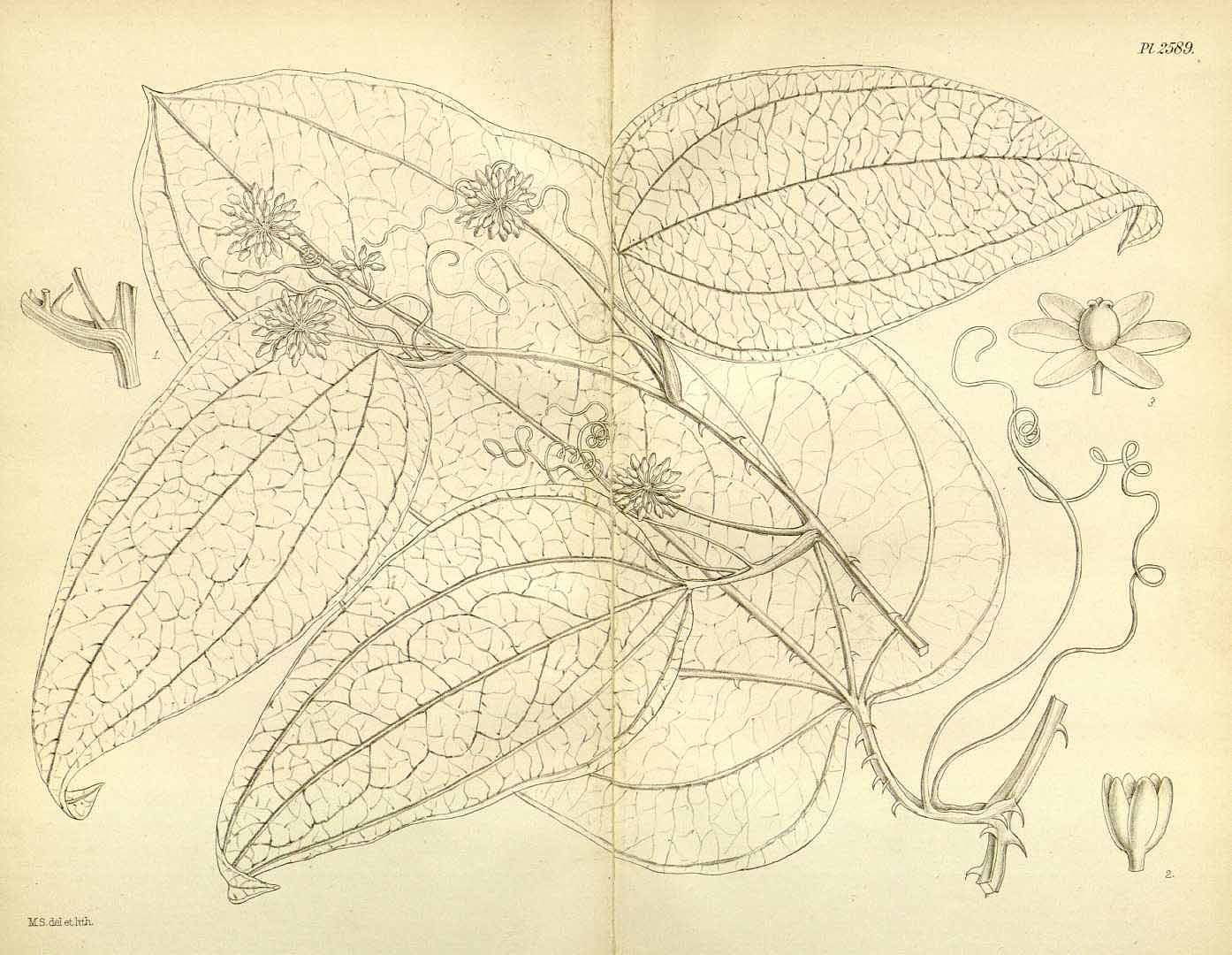 no HD illustration available (m2)