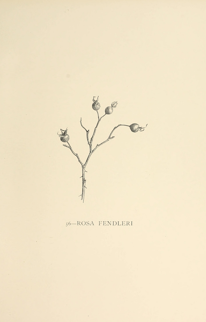 no HD illustration available (m3)