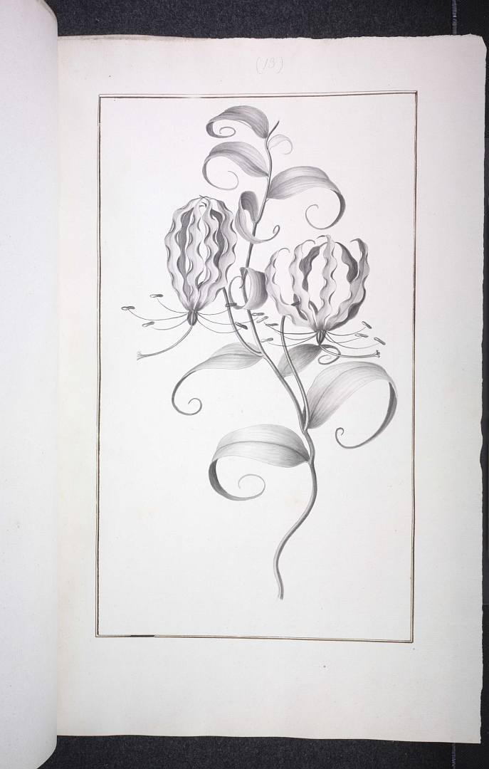 no HD illustration available (m1)