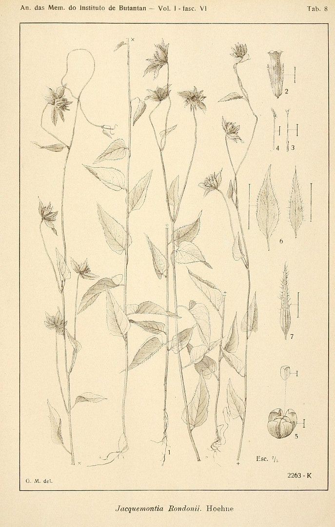 no HD illustration available (m5)