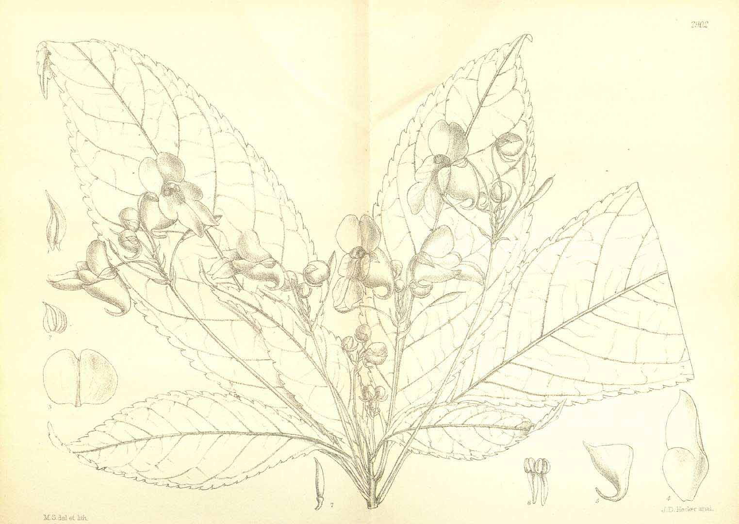 no HD illustration available (m5)