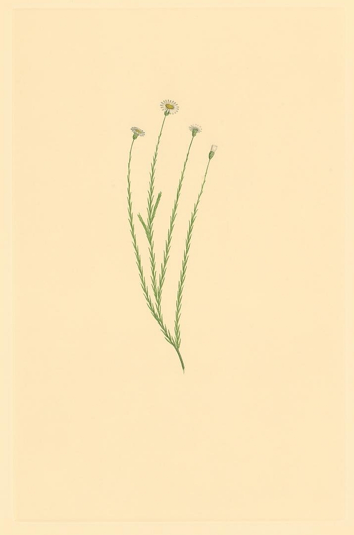 no HD illustration available (m3)