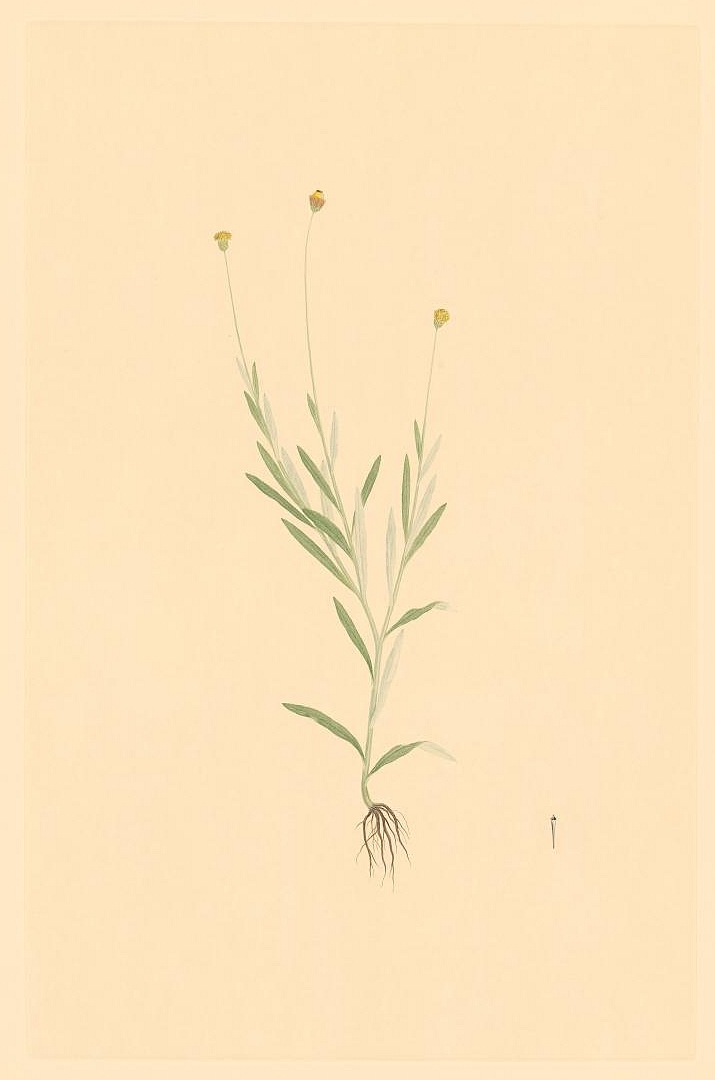 no HD illustration available (m1)