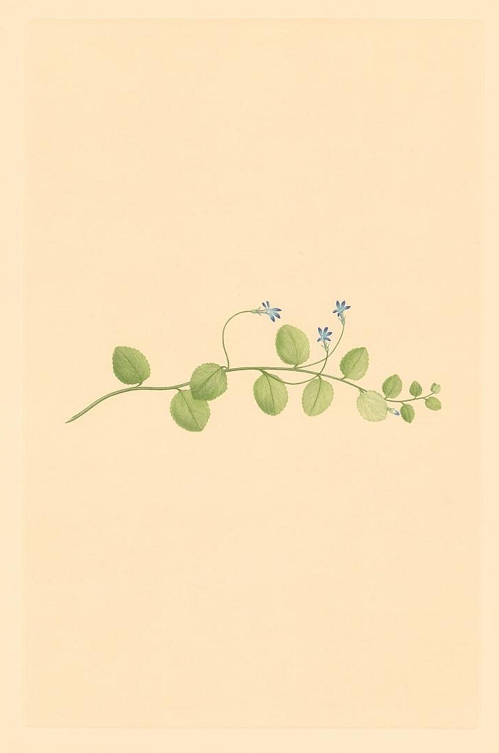 no HD illustration available (m1)