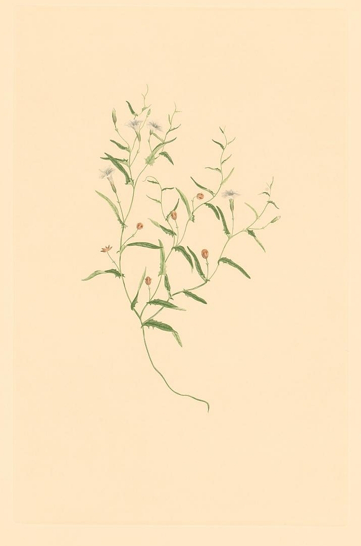 no HD illustration available (m1)
