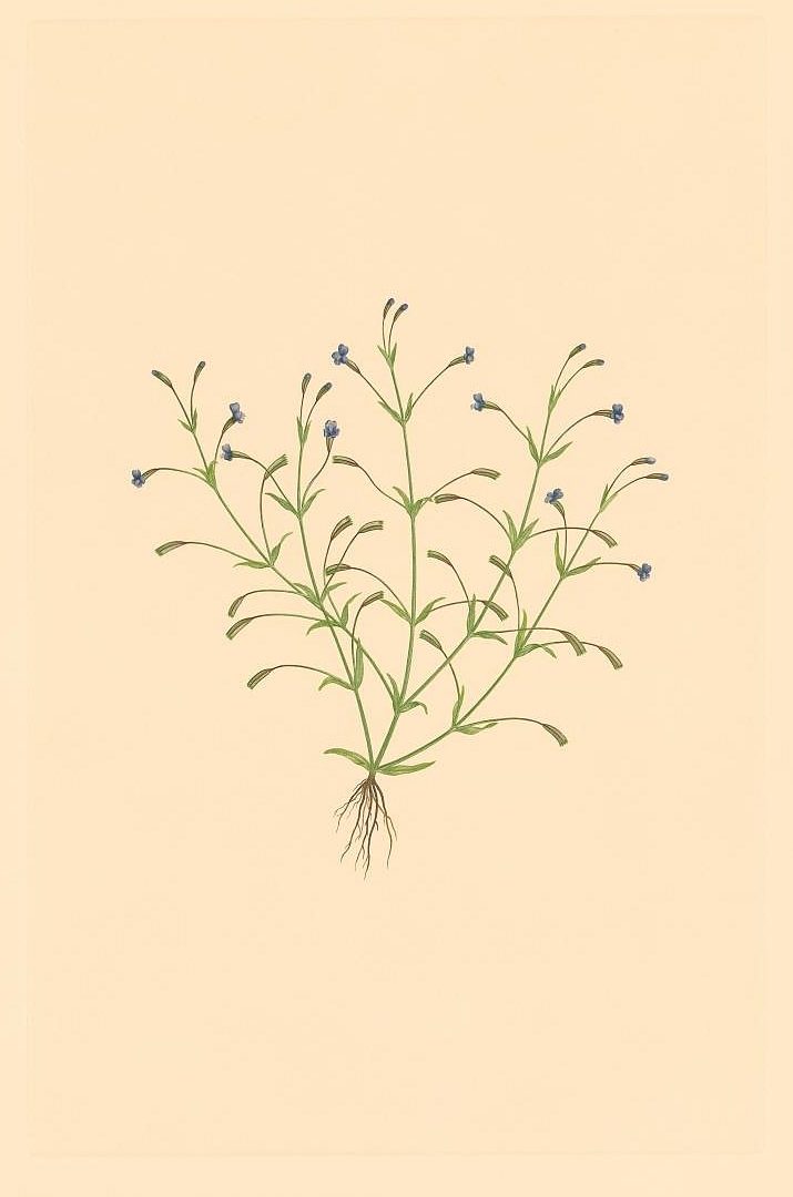 no HD illustration available (m1)