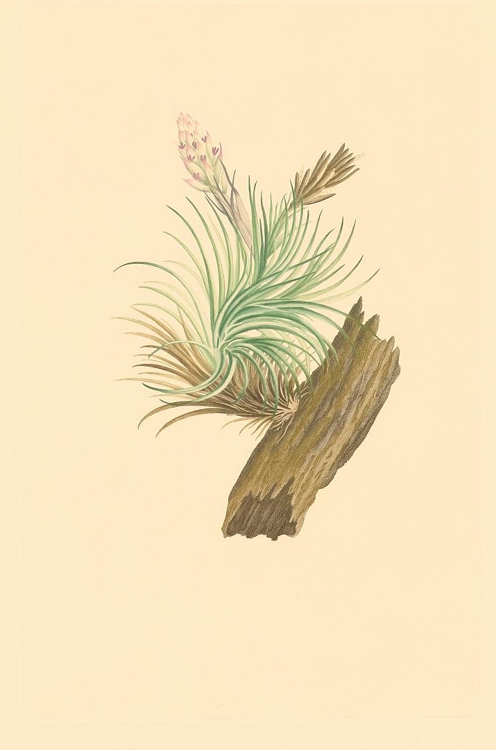 no HD illustration available (m1)