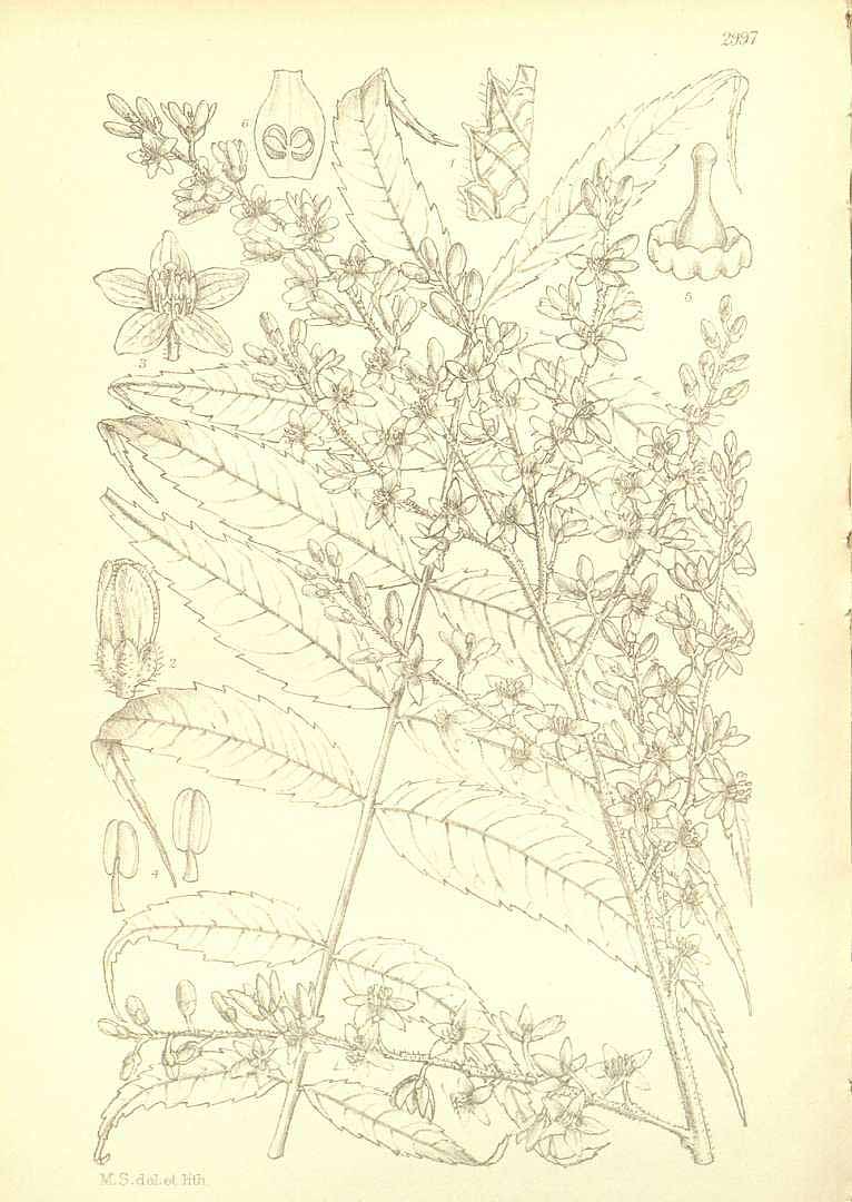 no HD illustration available (m3)