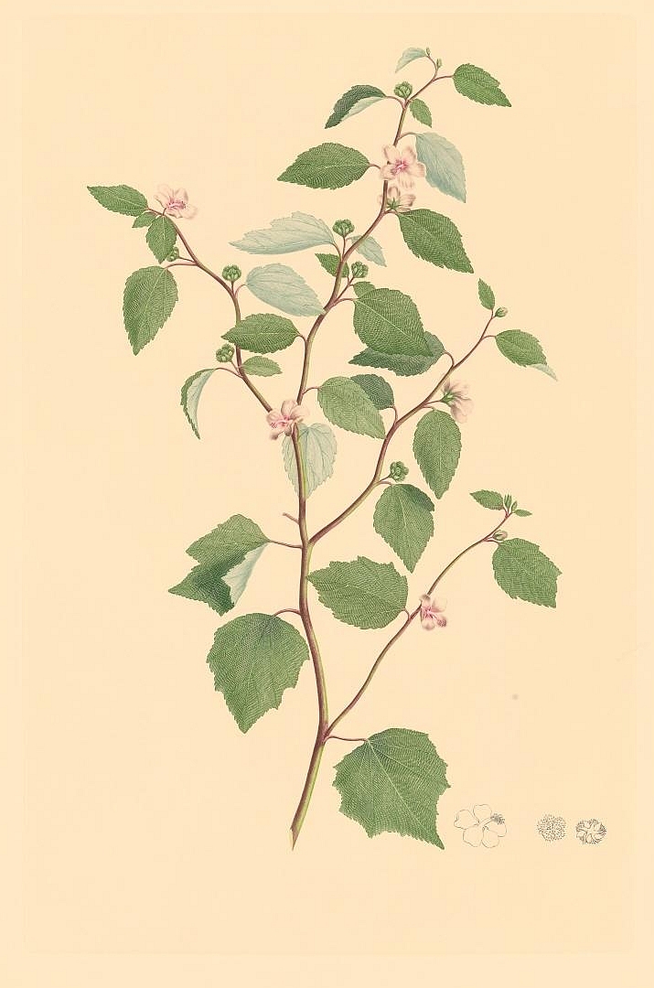 no HD illustration available (m3)
