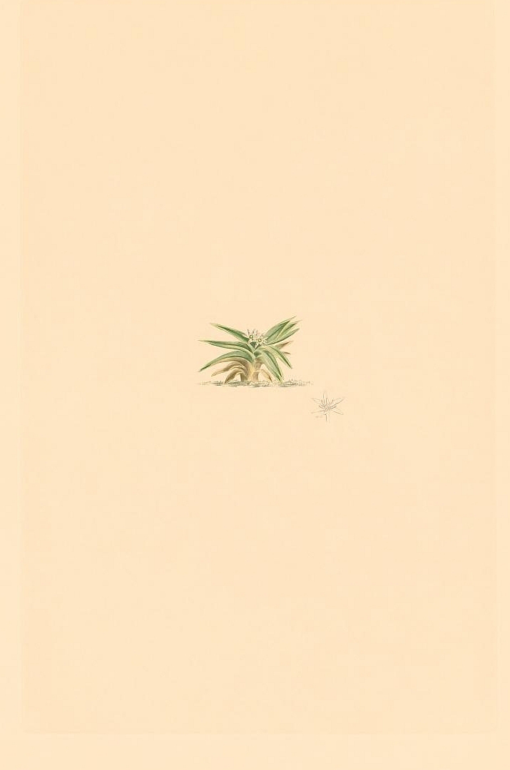 no HD illustration available (m1)