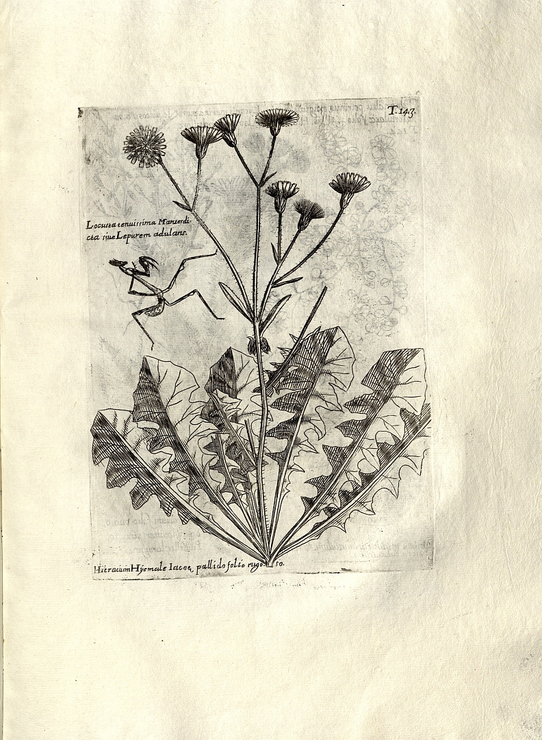 no HD illustration available (m3)