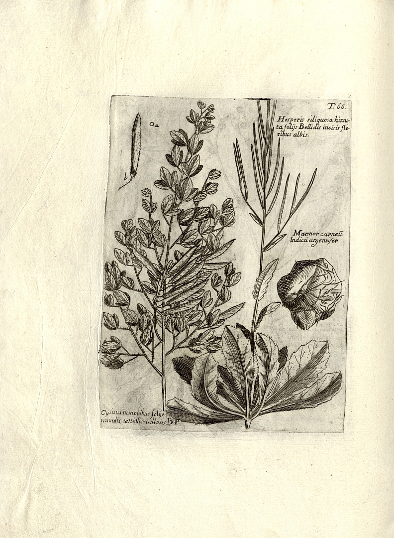 no HD illustration available (m3)