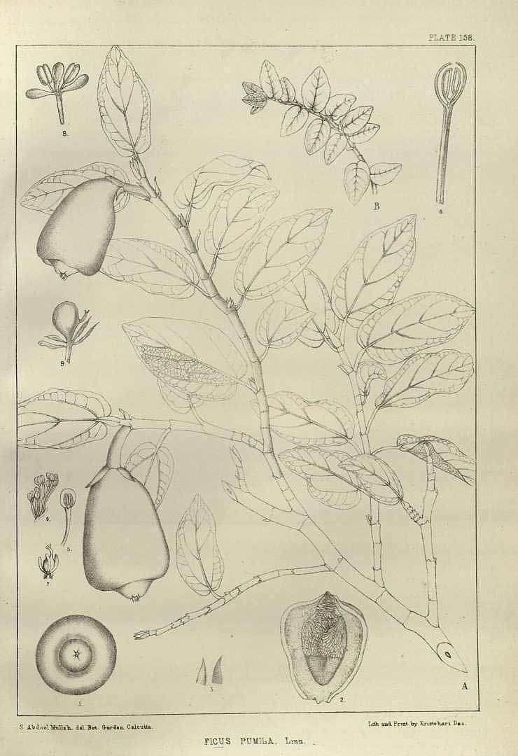 no HD illustration available (m1)