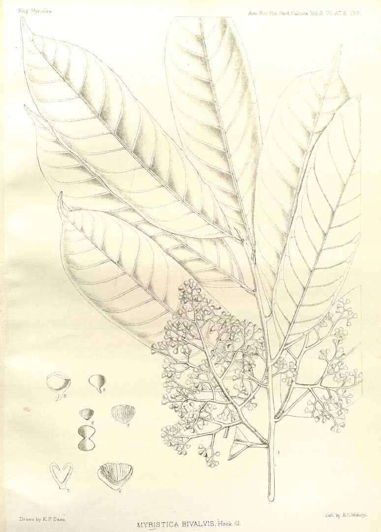 no HD illustration available (m3)