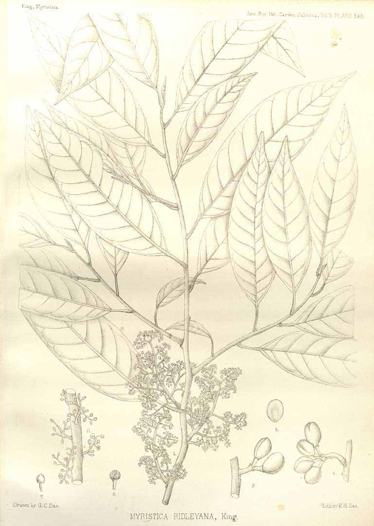 no HD illustration available (m3)