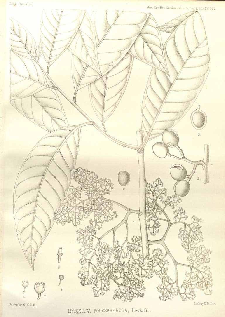 no HD illustration available (m3)