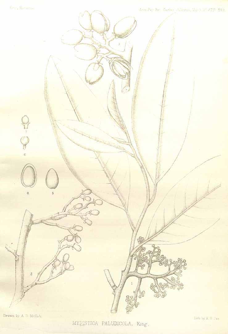 no HD illustration available (m3)
