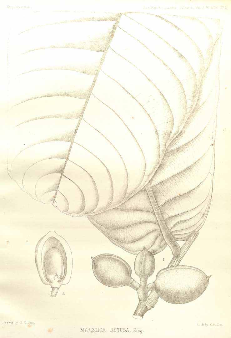 no HD illustration available (m3)