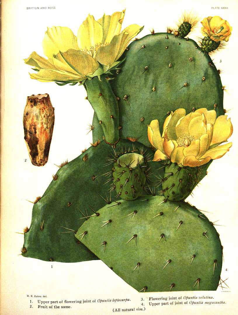 no HD illustration available (m1)