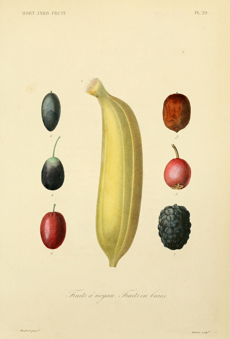 no HD illustration available (m1)