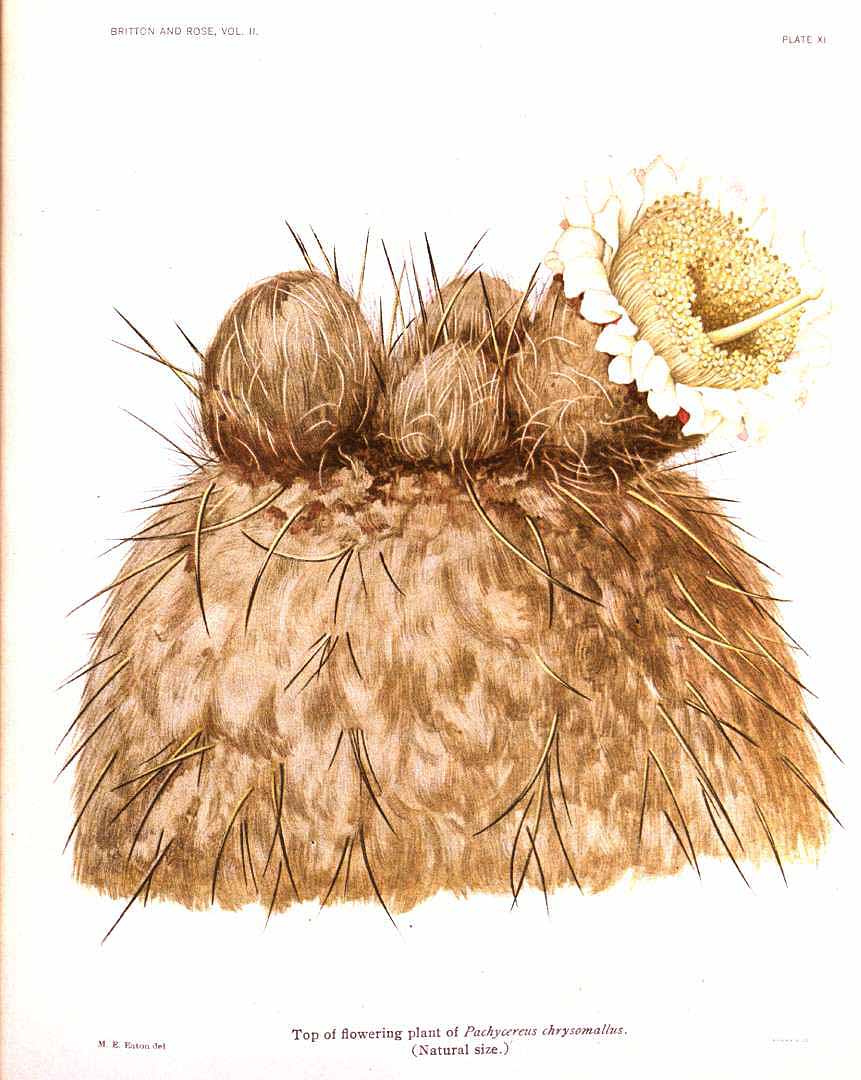 no HD illustration available (m1)
