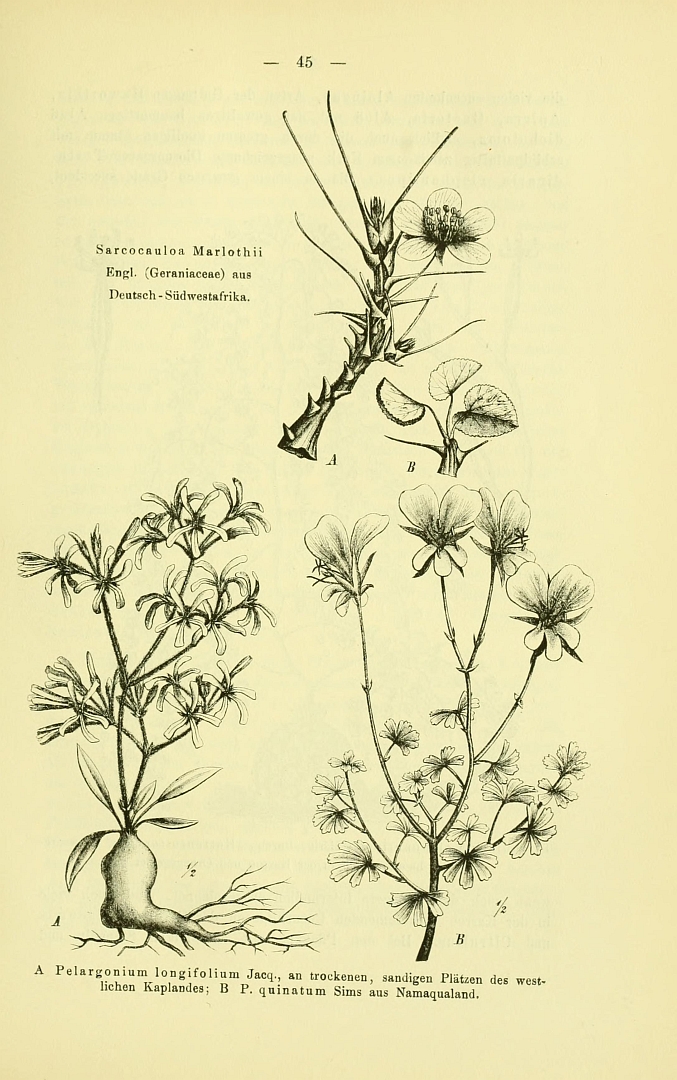 no HD illustration available (m1)