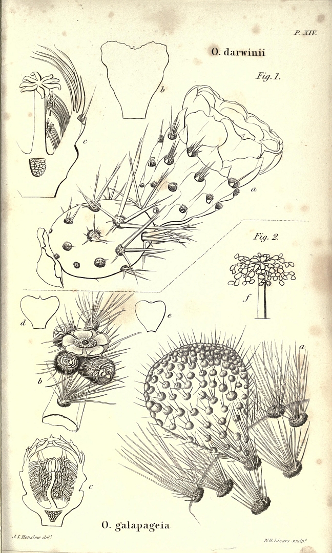 no HD illustration available (m1)