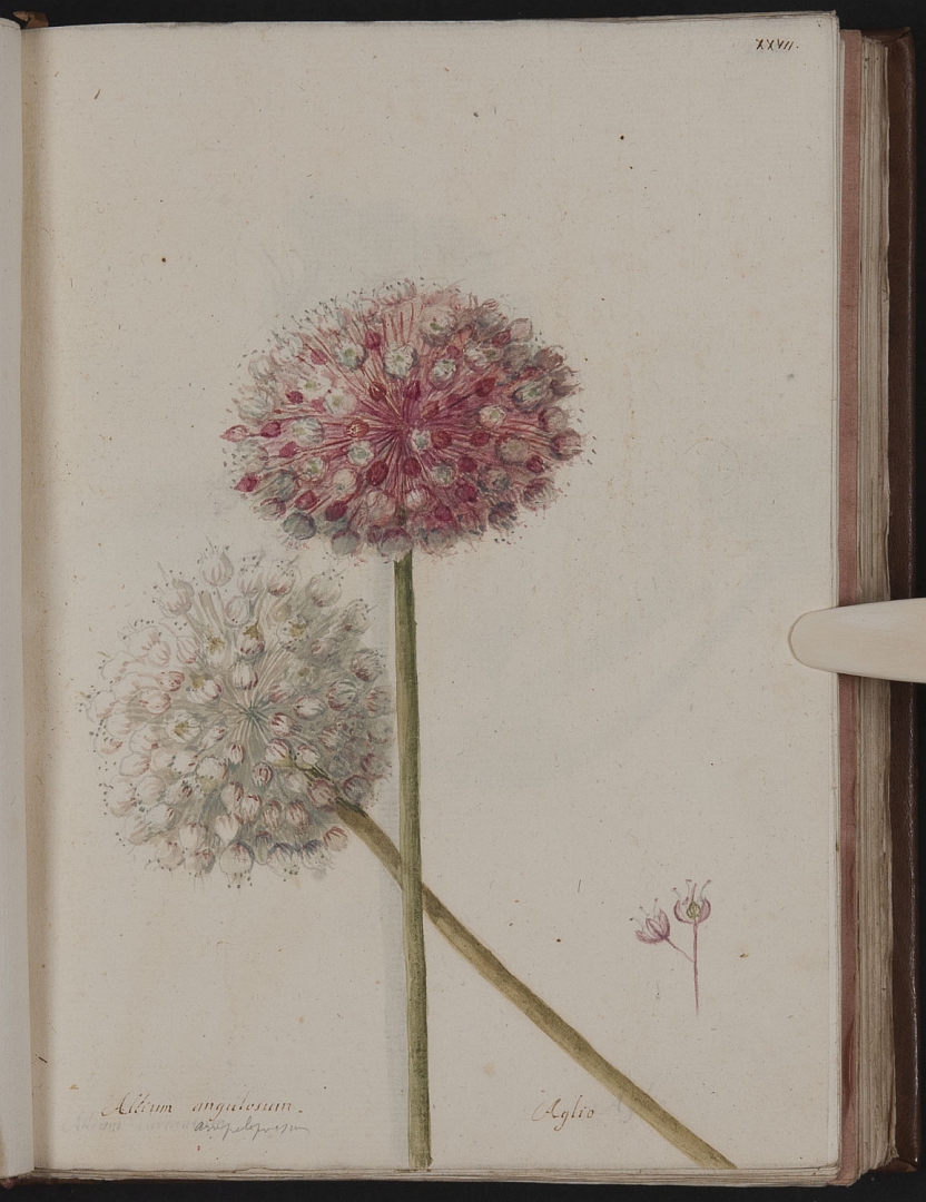 no HD illustration available (m5)