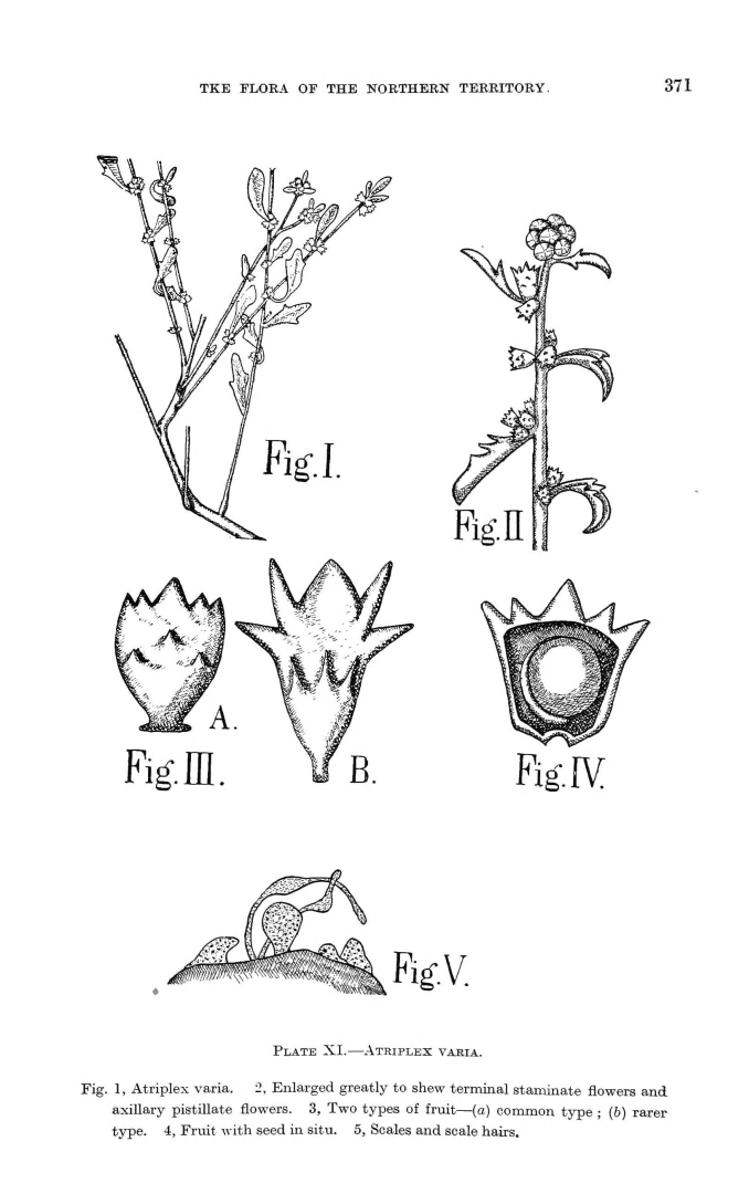 no HD illustration available (m1)