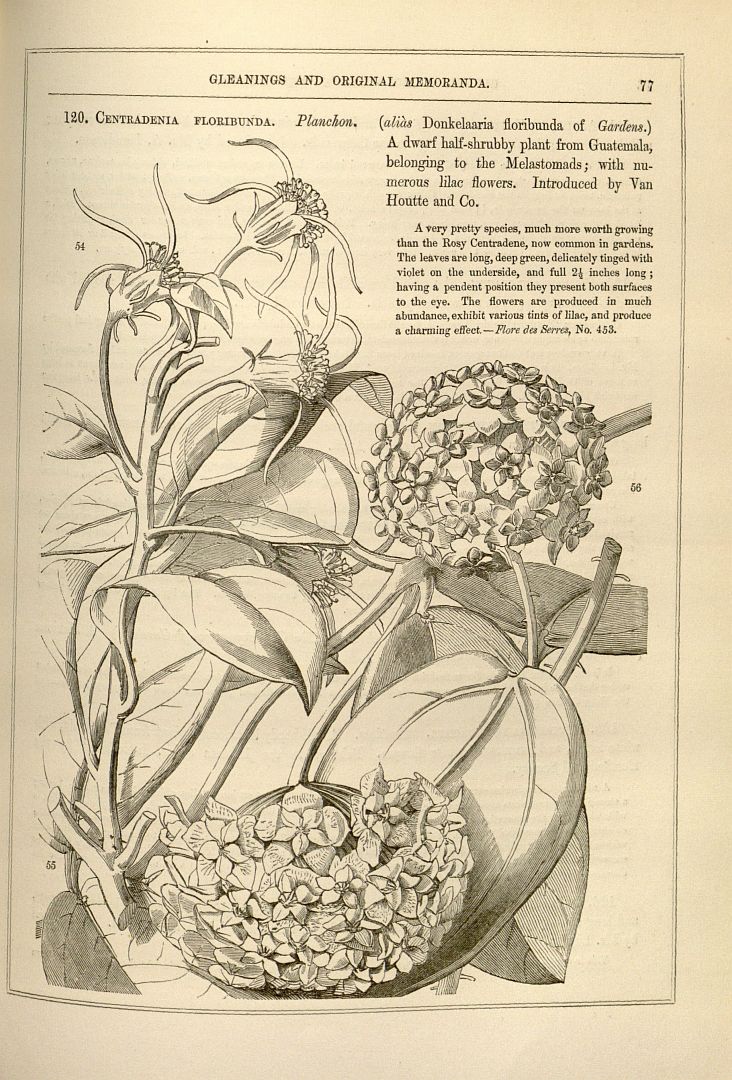 no HD illustration available (m1)