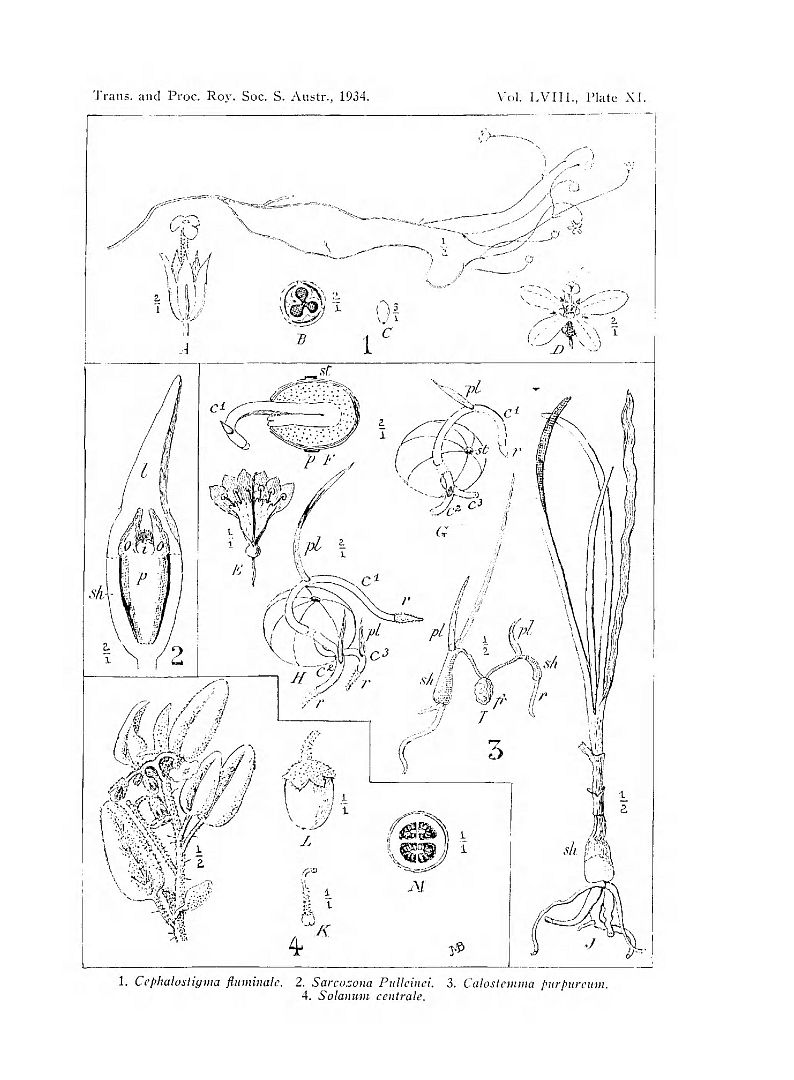 no HD illustration available (m1)