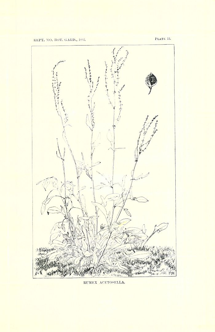 no HD illustration available (m1)