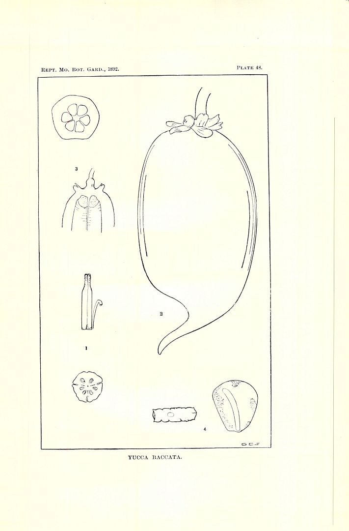 no HD illustration available (m1)