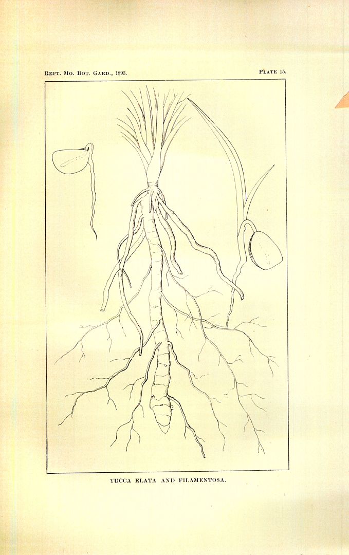 no HD illustration available (m1)