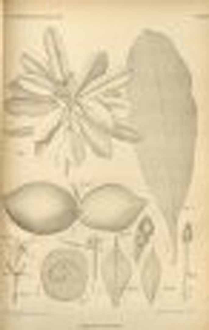 no HD illustration available (m1)