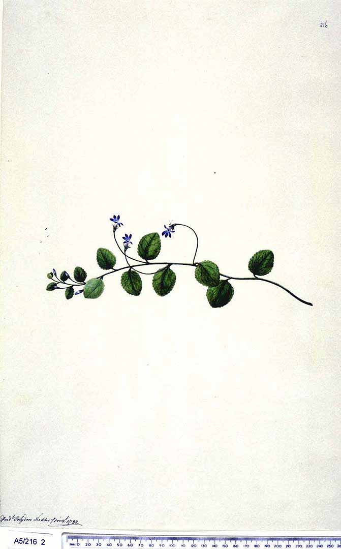 no HD illustration available (m1)