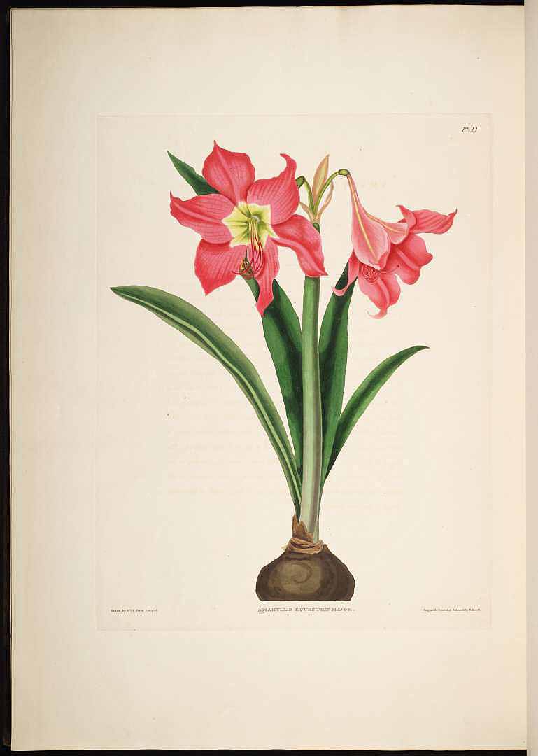 no HD illustration available (m1)