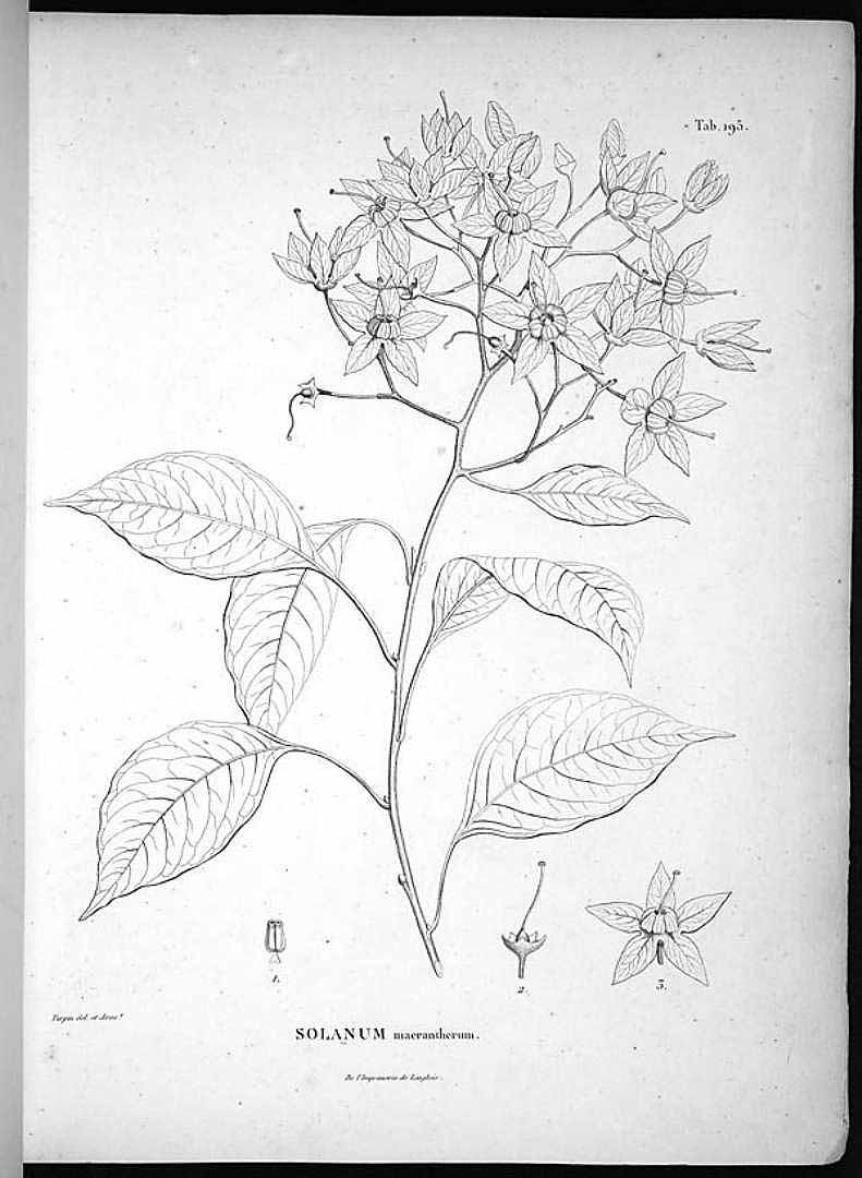 no HD illustration available (m1)