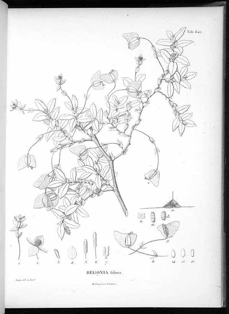 no HD illustration available (m1)