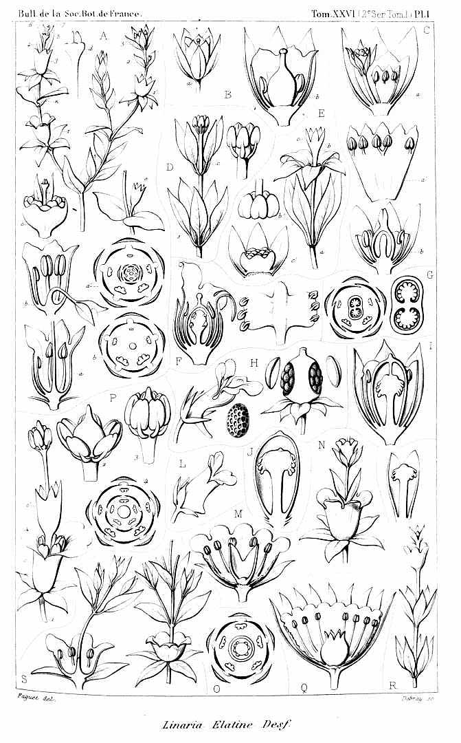 no HD illustration available (m1)