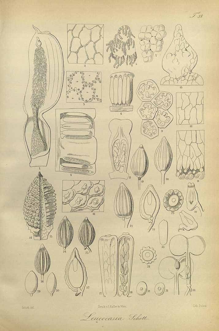 no HD illustration available (m1)