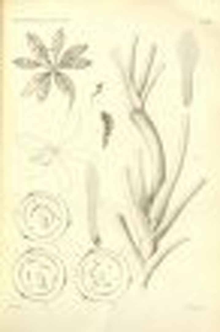 no HD illustration available (m1)