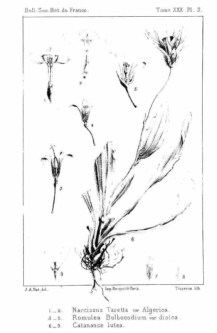 no HD illustration available (m1)