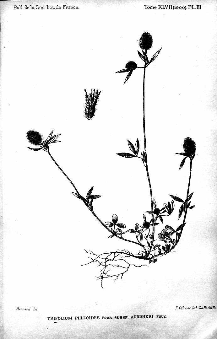 no HD illustration available (m1)