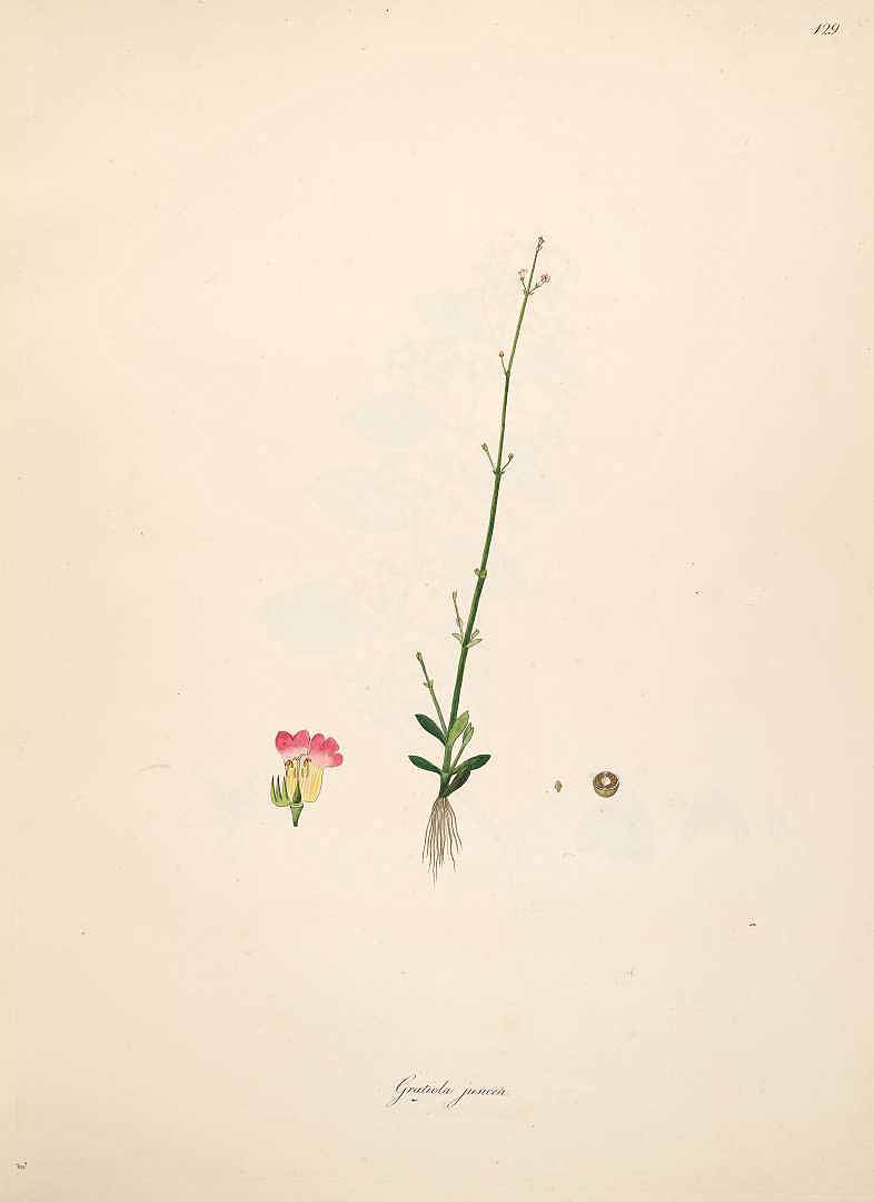 no HD illustration available (m3)